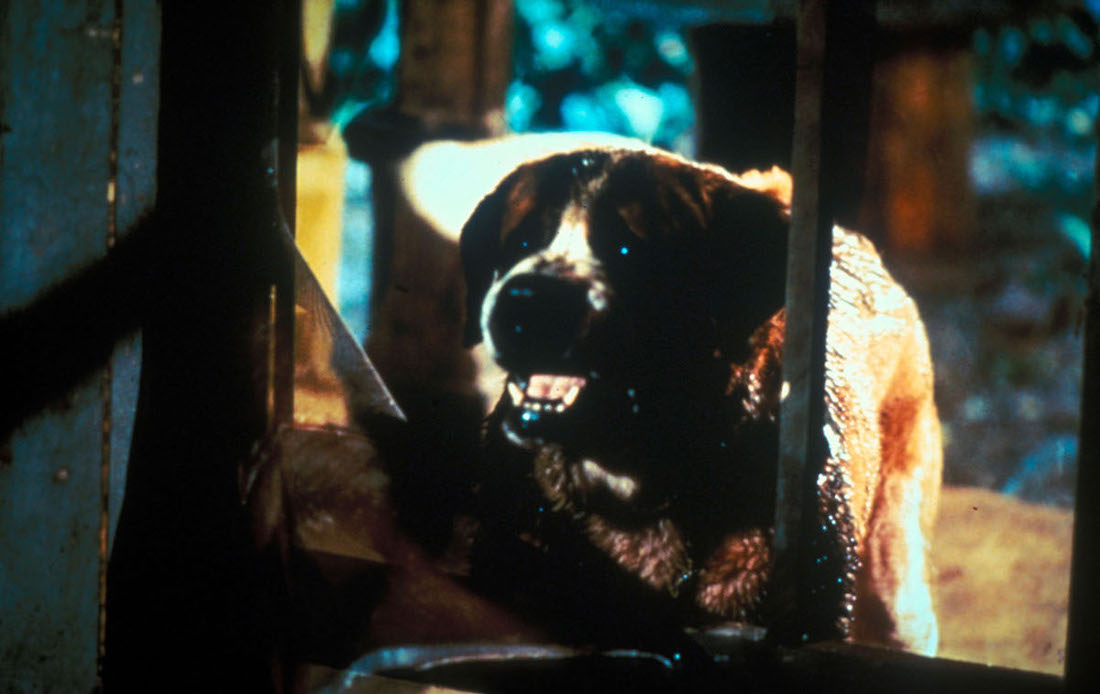 Cujo in the Stephen King Movie